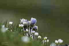 Anemone Primaverile